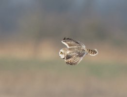 shortearedowl_flying_2B4A6657_DxO_vg.jpg