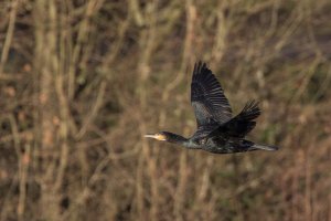 Cormorant in flight-106.JPG
