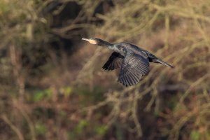 Cormorant in flight-107.JPG