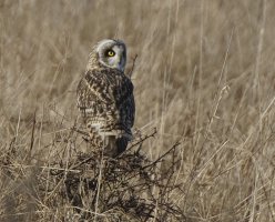 Shortearedowl_B4A6634_DxO_CR_perched.jpg
