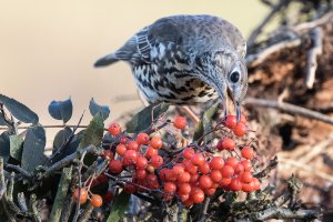 Mistle thrush rowanberries-101.JPG