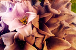 _MG_8823_DxO copy.jpg