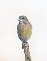 Greenfinch MY8A0312-101.JPG