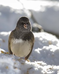 Oregon Junco portrait                                          .JPG