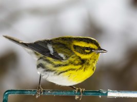 townsend warbler in snow portrait                                          .JPG