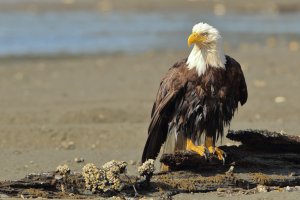 Bald Eagle_7518.JPG