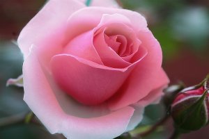 botanical gardenwith whitecopy.jpg