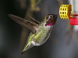 Anna's hummingbird sugar feeding                                          .JPG