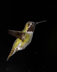 Anna's feeding very good no hood                                          .JPG