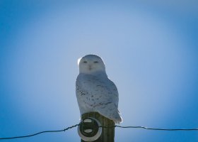 _W2A8673 Snow Owl.jpg