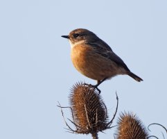 femalestonechat_2B4A8007_DxO_stonechat.jpg