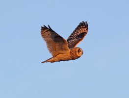 Shortearedowlflying_3Q7A6022_DxO_goldenhour.jpg