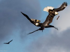 FB_IMG_1484485152494 (4).jpg