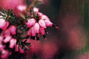 _MG_6721_DxO copy copy.jpg