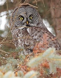 Great Grey Owl_1.jpg