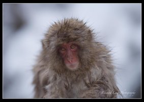 Snow Monkey.jpg