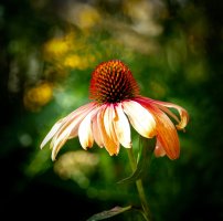 _DSF0869 copy-Edit.jpg