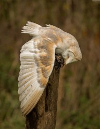 MY8A1449 Barn owl Feeding-101.JPG