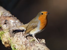 Robin_2B4A8156_DxO_small.jpg