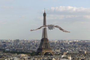 Owl_over_paris1.jpg