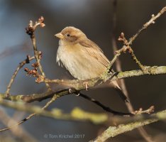 female chaffinch_PTK4643 2000px V1.JPG