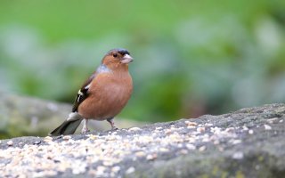 Finch small - 1.jpg