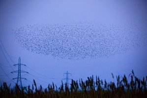Starlings - 2.jpg