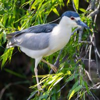 Yellow_Crowned_Night_Heron-11B.jpg