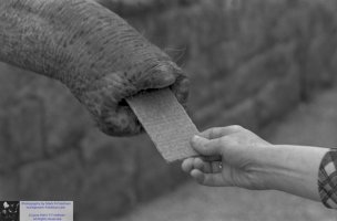 Feeding-the-Elephant-at-the-Bronx-Zoo.jpg