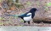 Magpie small - 1.jpg