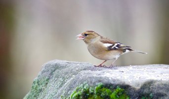 Finch small - 2.jpg