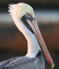 pelical crop-104.JPG