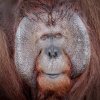 orangutan Male.jpg