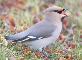 Bohemian waxwing tongue_23205.JPG