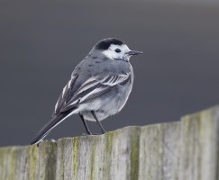Pied_wagtail_3Q7A6323_DxO_piedwagtail.jpg