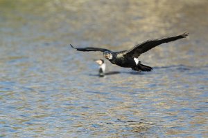 Cormorant in flight-101.JPG