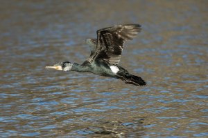 Cormorant in flight-102.JPG