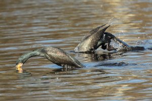 Cormorant diving-101.JPG