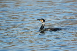 Cormorant diving-102.JPG