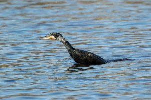 Cormorant diving-103.JPG