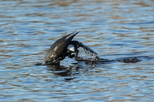Cormorant diving-105.JPG