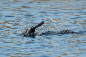 Cormorant diving-106.JPG