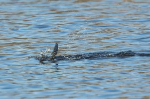 Cormorant diving-107.JPG