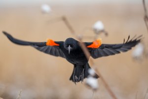 Redwing in flight .jpg