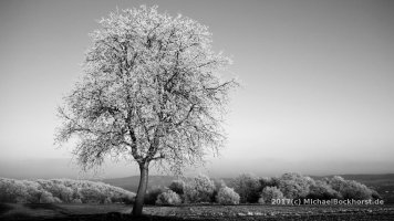IMG_EOSM_010805_icy_trees.jpg