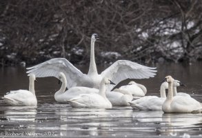 tundra swan.jpg