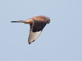 kestrel_3Q7A6474_DxO_kestrel.jpg