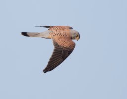 Kestrel_3Q7A6476_DxO_kestrel_vg.jpg