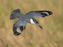 Belted Kingfisher female wings out dive 1600cr.jpg