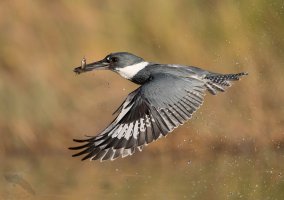 Belted Kingfisher male minnow up awe BG AFF 1600cr.jpg